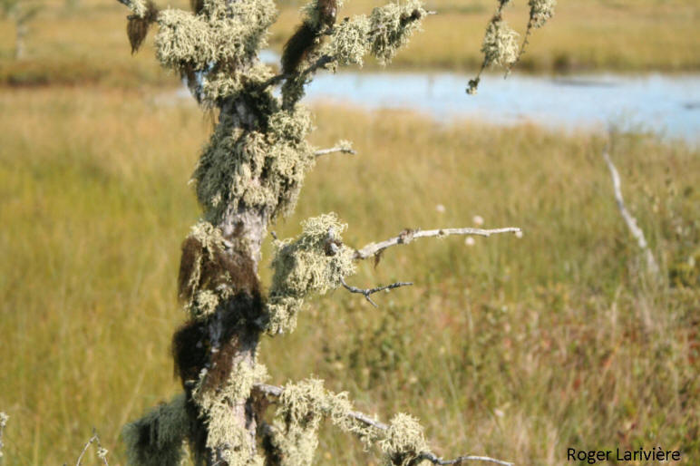 Des lichens épiphytes couvrent un arbre mort