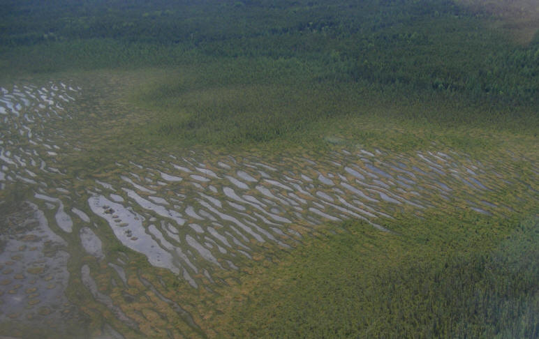 Photo de la tourbière illustrant les bandes de terre et d'eau